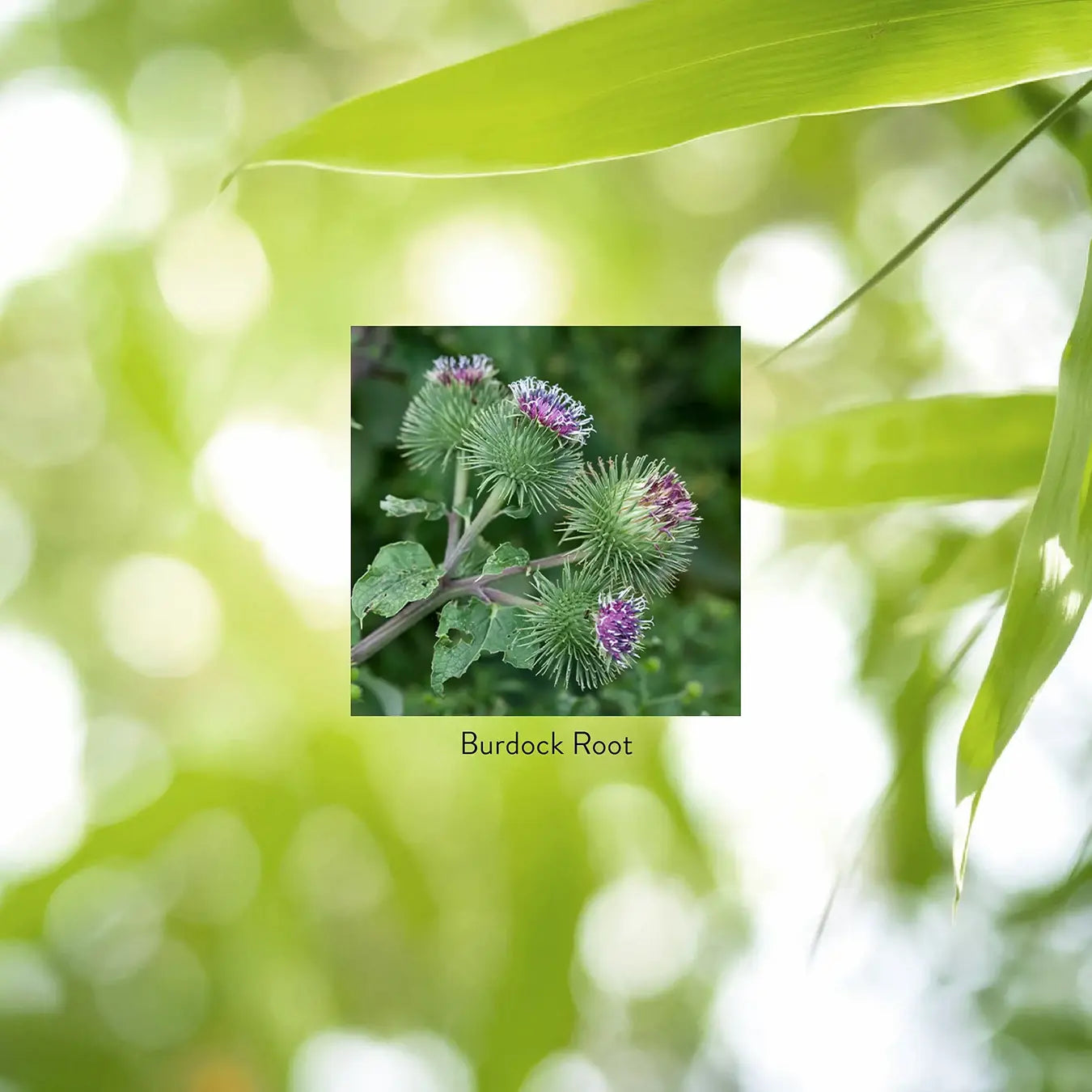 Burdock 100 CT